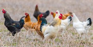 Backyard Chickens Are Legal in Circleville as Some Consider as Egg Prices Rise