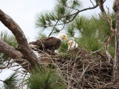 Ross County Ranks Among Ohio’s Top Bald Eagle Hotspots in January Count