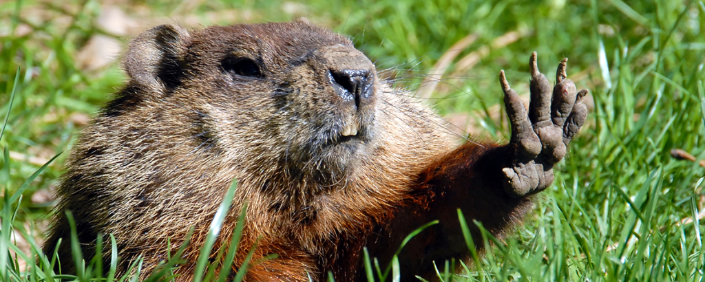 NWS Mount Holly on X: We can quibble about the groundhog all we