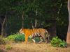 Columbus Zoo Welcomes Rare Female Amur Tiger From South Korea as Part of Global Conservation Effort