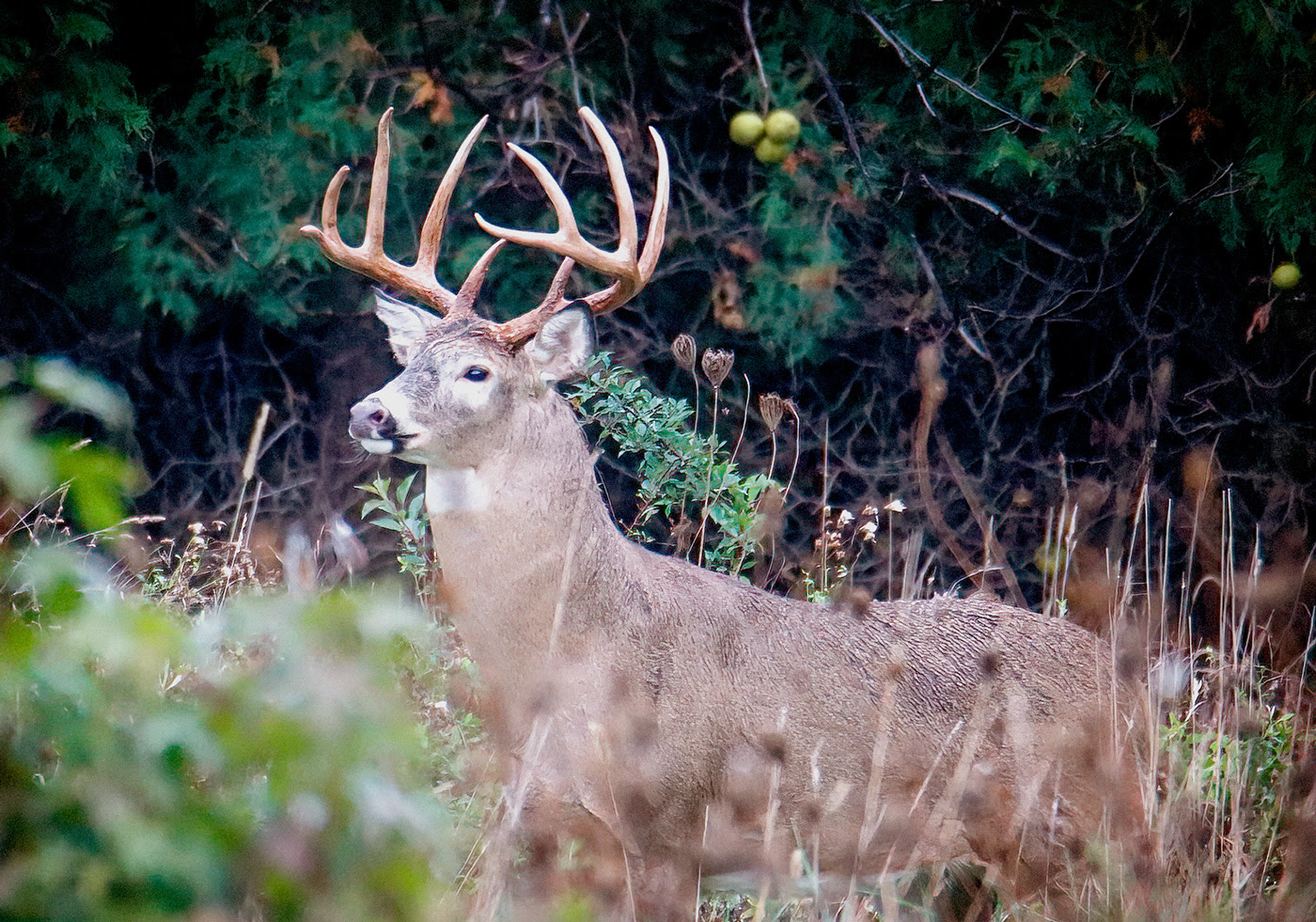 Ohio’s LongAwaited Deer Archery Season Opens September 24 Scioto Post
