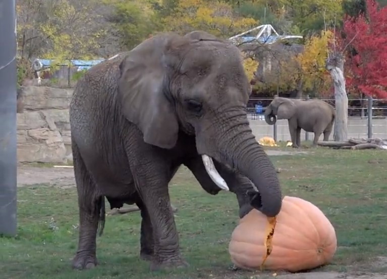 VIDEO) Zoo Animals Smash and Eat Giant Pumpkins - Scioto Post