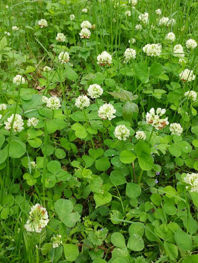 A Once Federally Endangered Plant Now a Historic Success in Ohio