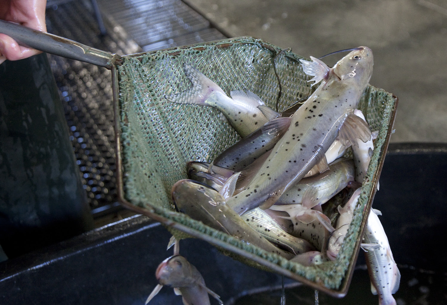 Ohio Fish Hatchery Open Houses Begin March 25