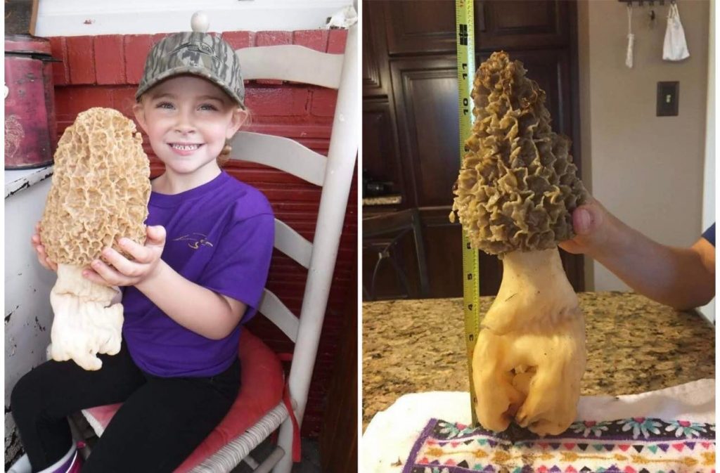 Ohio is Finding Huge Mushrooms but these are the Biggest Morel