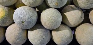 RECALL – Cantaloupe to be Recalled from Over a Dozen States Because of Salmonella Contamination