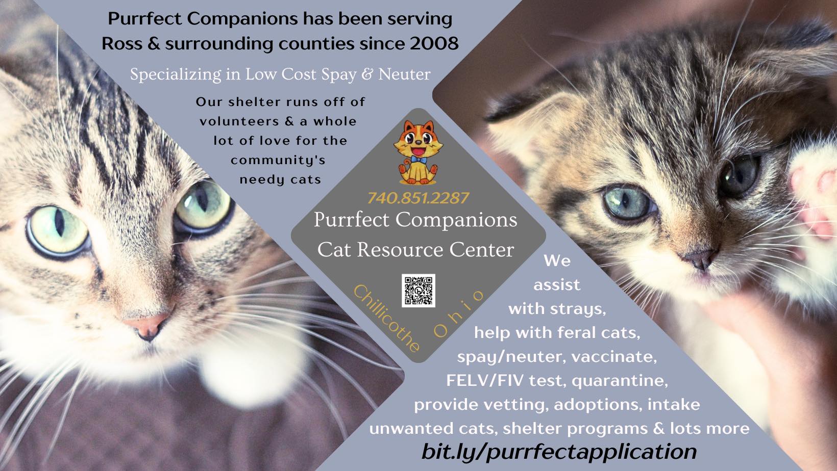 40 Vouchers to Spay or Neuter Cats Offered Friday in Chillicothe