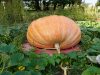 Charlie Brown Competition – From Seeds to Scales: Local “Giant Pumpkin” Competitions Kick Off This Weekend Circleville Pumpkin Show
