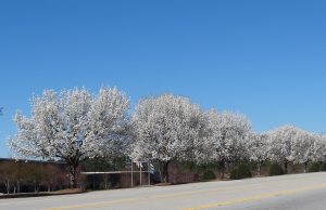 That Spring White Pungent Tree that’s Blooming Everywhere is Illegal