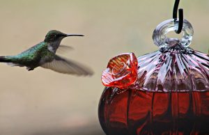 Hummingbirds Begin Their Return to Ohio: When to Expect Them and How to Attract Them