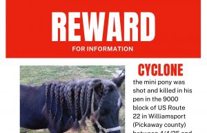 Second Mini Horse Shot in Pickaway County Within a Week; Sheriff’s Office Investigating