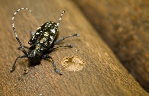 Progress in Fight Against Invasive Beetle as Quarantine Area Shrinks in Ohio
