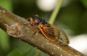 Ross County Prepares for Rare Cicada Emergence as Brood XIV Arrives This Spring