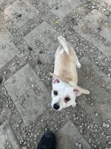Animal Cruelty Investigation Underway After Puppy Drowning in Scioto River in South Bloomfield