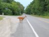 Ohio’s Deer Mating Season Peaks — Drivers Urged to Stay Alert