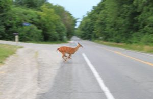 Ohio’s Deer Mating Season Peaks — Drivers Urged to Stay Alert