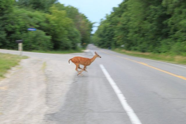 1200px-Deer_Crossing_Dixboro_Road_Superior_Township_Michigan-1024x683-1