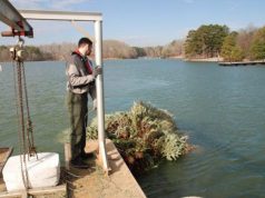 ODNR Encourages Ohioans to Repurpose Christmas Trees as Wildlife Habitat After the Holidays