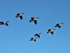 Canada Geese Migration Brings Seasonal Spectacle to Pickaway County Skies