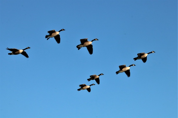 canada-geese-in-flight