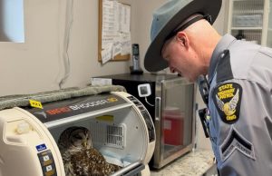 Trooper Rescues Injured Owl Along U.S. 30, Delivers to Ohio Bird Sanctuary