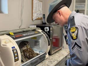 Trooper Rescues Injured Owl Along U.S. 30, Delivers to Ohio Bird Sanctuary