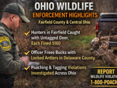 Fairfield County and Central Ohio Highlighted in Statewide Wildlife Enforcement Report