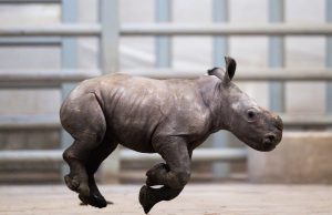 Double Joy: The Wilds Welcomes Second Rhino Calf of 2026