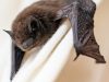 Rabies Case Confirmed in Ross County Bat; Two Dogs Exposed