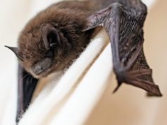 Rabies Case Confirmed in Ross County Bat; Two Dogs Exposed