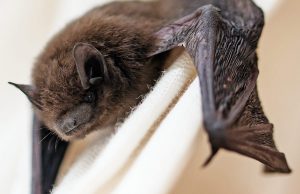 Rabies Case Confirmed in Ross County Bat; Two Dogs Exposed