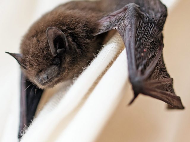 Bat-in-the-House-900x675