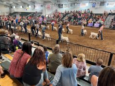 Pickaway County Fair Set to Return June 20-27 with Week of Agriculture, Entertainment, and Family Traditions