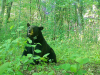 Massive 576-Pound Black Bear Fitted With Tracking Collar in Ohio as Sightings Reach Record Highs