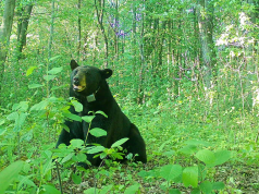 Massive 576-Pound Black Bear Fitted With Tracking Collar in Ohio as Sightings Reach Record Highs
