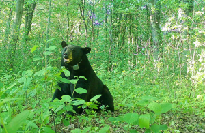 Massive 576-Pound Black Bear Fitted With Tracking Collar in Ohio as Sightings Reach Record Highs
