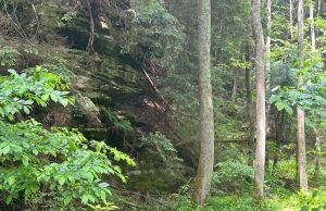 ODNR Protects Nearly 360 Acres of Rare Natural Habitat in Jackson County