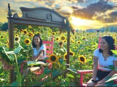 Scioto Sunflowers Brings Fall Fairytale Back to Ashville
