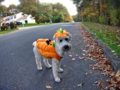Is Your Dog Prepared for Circleville Pumpkin Show?
