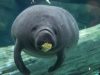 Ohio Zoos and Conservation Partners Coordinate Major 10-Manatee Transfer