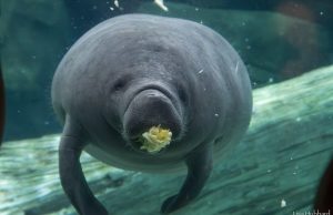 Ohio Zoos and Conservation Partners Coordinate Major 10-Manatee Transfer