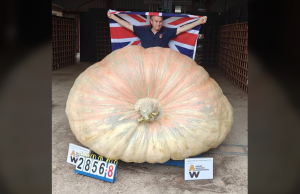 British Gardener Sets World Record With 2,856-Pound Giant Pumpkin
